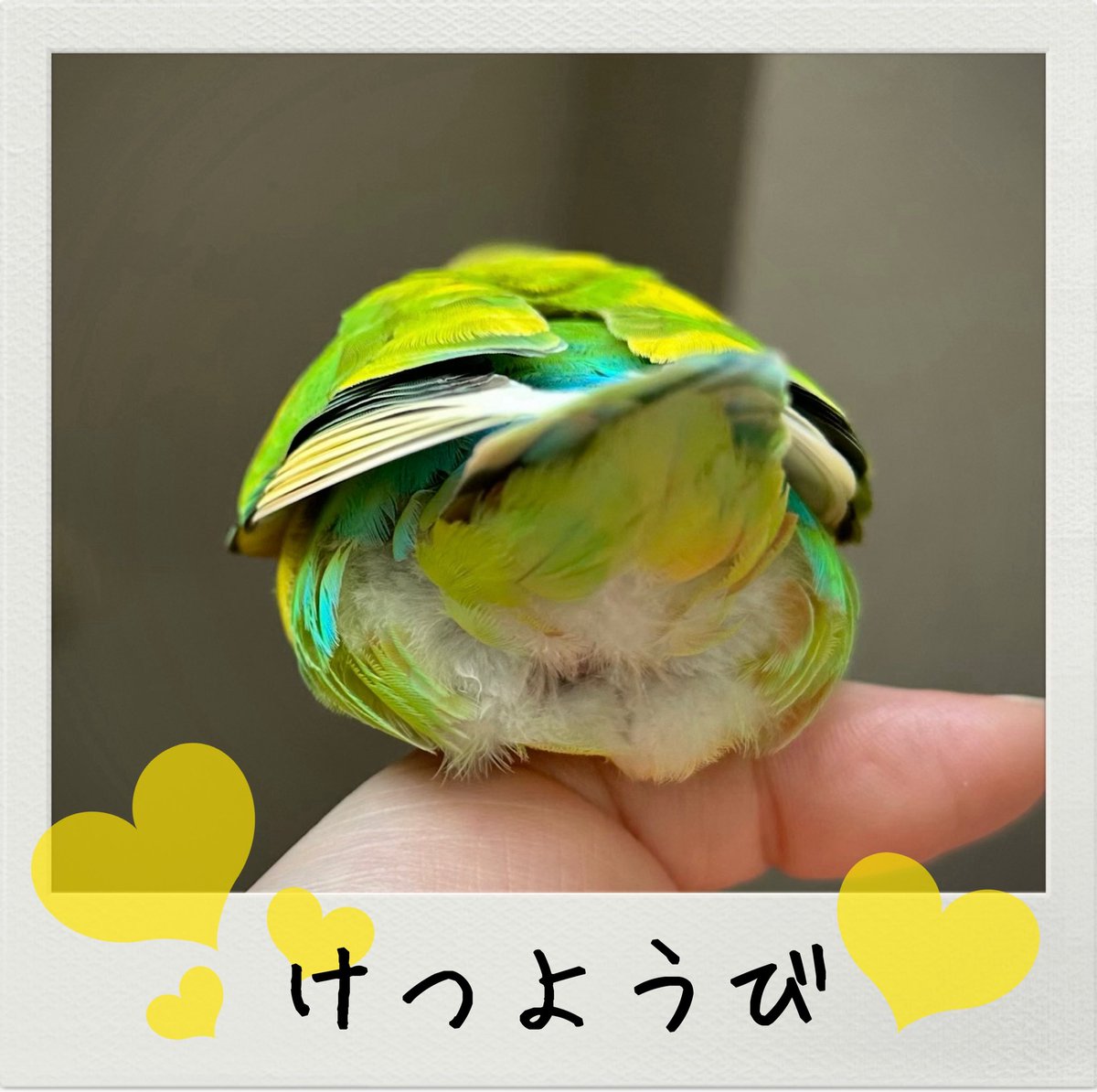 まつかぜ（きみちゃん🍑おちり）日本ちりグラフ協会所属／ちりグラファー tweet media