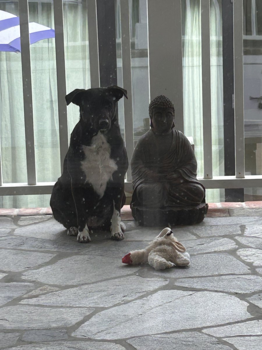 TathamSmith's tweet image. Sometimes I suspect I think too much of my dog. #buddha #dogs #tathamsmith #peace #love