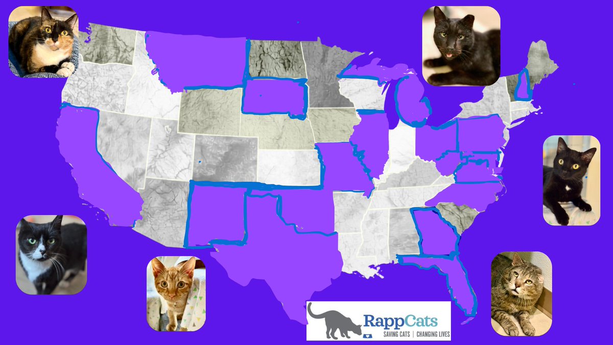 RappCatsAdopt's tweet image. 👏And we just added #Wisconsin! That makes 20 states! 5 more &amp;amp; we're 1/2way there in our #1 fundraiser of 2026. Thank you everyone who donated &amp;amp; we love seeing your beloved kitties many of you did it in honor of.🌈❤️
#Savior #cat #cats #kitten #kittens #catlovers #sunday #monday