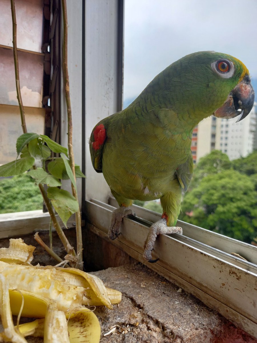 karelisjvc's tweet image. 📸 1: el loro nuevo 💚😅

🪶Una mini pausa y aparecen los otros pequeñines verdes...😂💚🥰
🦜Dólar y Trébol

📸 2y3: Dólar 💚

⤵️ 5/14

#parrot #video #photo #photography #loro #love #photographyisart #style #animalLovers #cute #fotos