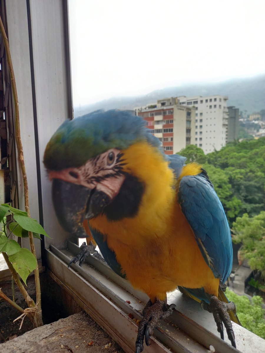 karelisjvc's tweet image. 🌲🦜Relato Guaquis~Loros🦜🌲
Dom, 3 de may.🎬

📢 Hoy: muy activo, especialmente en la tarde...mis 3 amorcitos🥰♥️💚 y más...🥳

🌻La mañana:

🪶8:30am esperaban 3 bellezas, muy pacientes, con la ventana cerrada
🦜La otra Panchita y acomp.
🦜Belleza

⤵️ 1/14

#macaw #photo #love