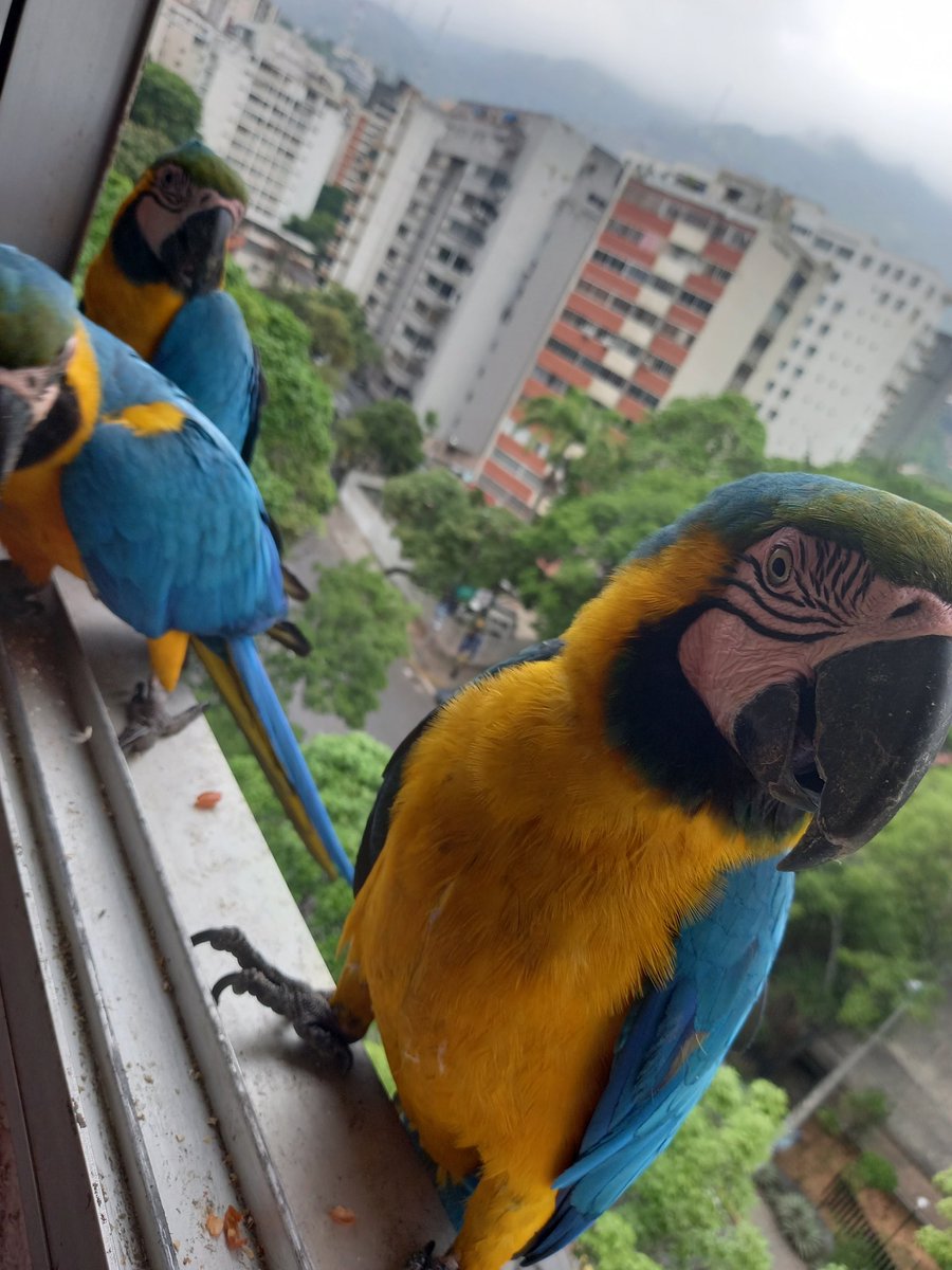 karelisjvc's tweet image. 🌲🦜Relato Guaquis~Loros🦜🌲
Dom, 3 de may.🎬

📢 Hoy: muy activo, especialmente en la tarde...mis 3 amorcitos🥰♥️💚 y más...🥳

🌻La mañana:

🪶8:30am esperaban 3 bellezas, muy pacientes, con la ventana cerrada
🦜La otra Panchita y acomp.
🦜Belleza

⤵️ 1/14

#macaw #photo #love