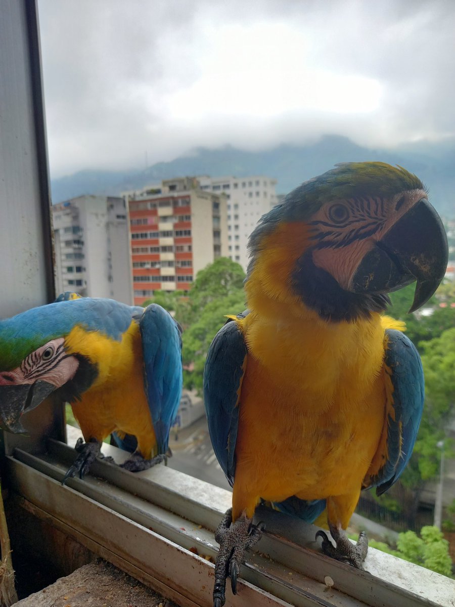 karelisjvc's tweet image. 🌲🦜Relato Guaquis~Loros🦜🌲
Dom, 3 de may.🎬

📢 Hoy: muy activo, especialmente en la tarde...mis 3 amorcitos🥰♥️💚 y más...🥳

🌻La mañana:

🪶8:30am esperaban 3 bellezas, muy pacientes, con la ventana cerrada
🦜La otra Panchita y acomp.
🦜Belleza

⤵️ 1/14

#macaw #photo #love