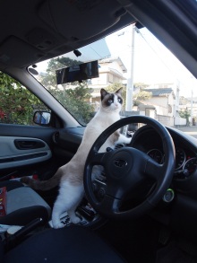 猫雑貨のお店　白猫堂ノスタルジック(徳島県鳴門市) tweet media