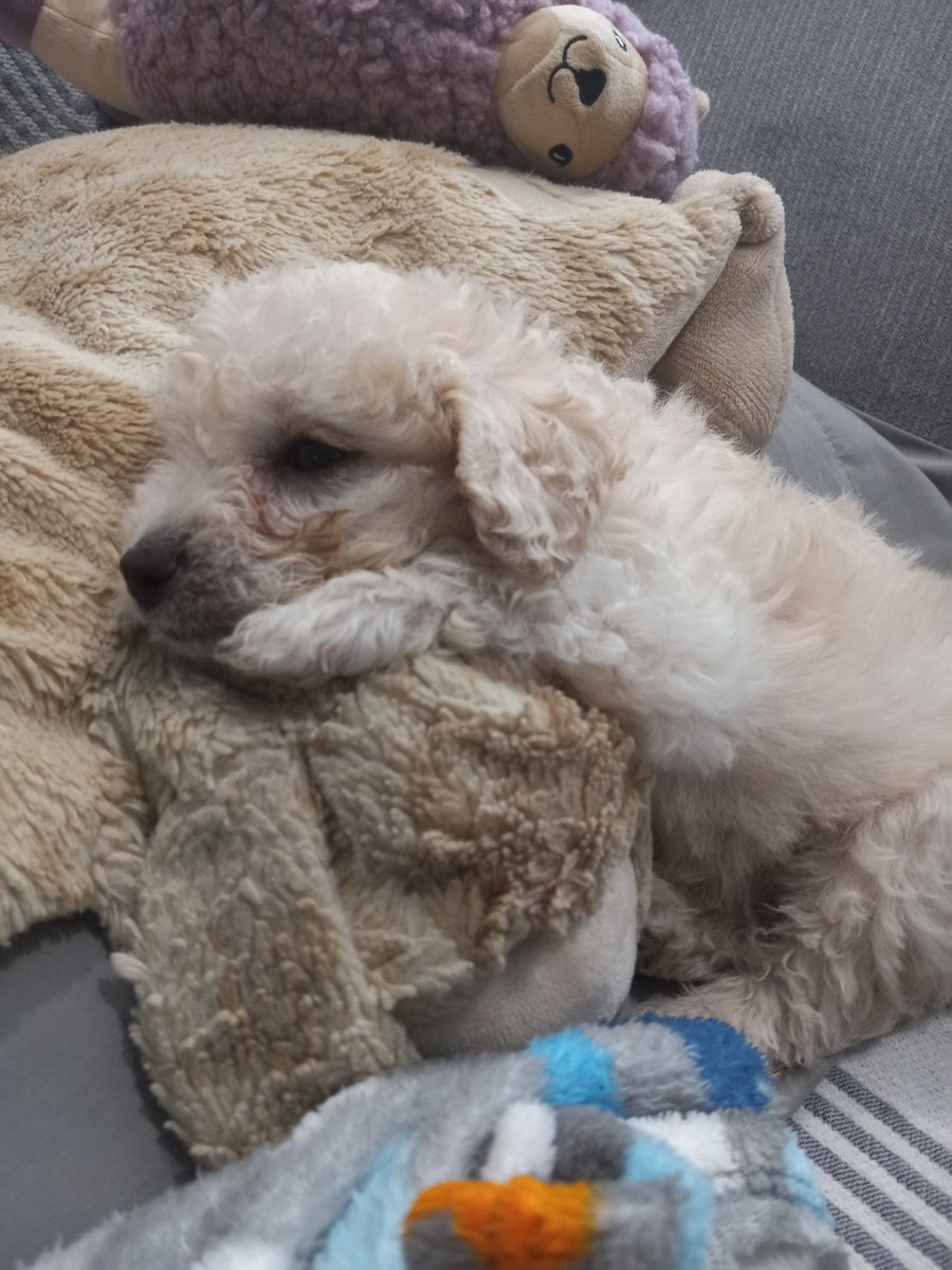 It is with great pride to announce that I got a new puppy named Diego. I'm very emotional right now cuz I've been wanting to have another dog since the deaths of my other dogs Panchita and Wonka. Welcome home Diego 🥲