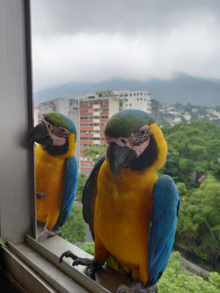 karelisjvc's tweet image. 🪶En esta parte, algunas de las bellezas, nombradas en la parte 2 ⤴️

📸
1: Jackson-2do plano
2: pareja
4: Salvador

⤵️ 3/14

#guacamaya #macaw #photo #Sunday #photography #landscape #birds #love #animaloftheday #style #cute #fotos #pics #photographyisart