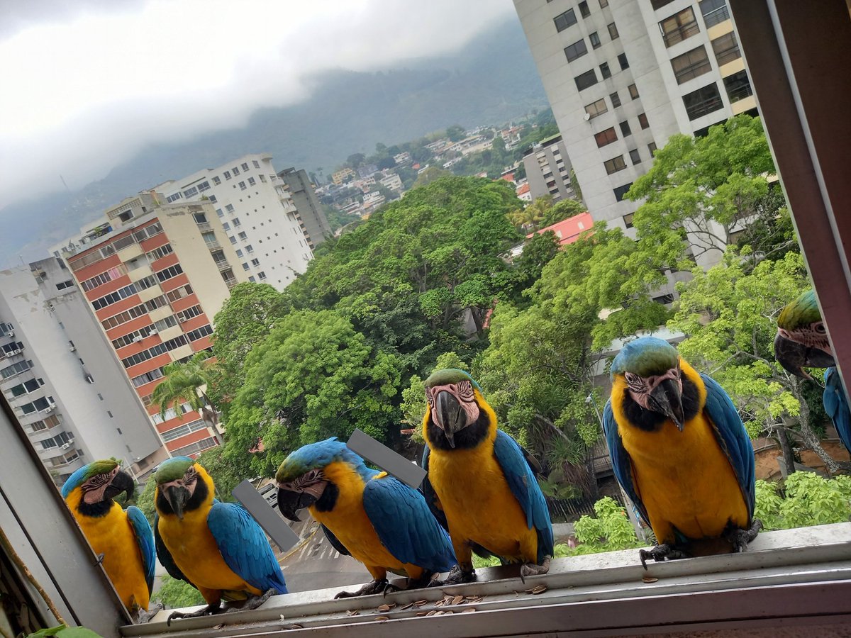 karelisjvc's tweet image. 🪶En esta parte, algunas de las bellezas, nombradas en la parte 2 ⤴️

📸
1: Jackson-2do plano
2: pareja
4: Salvador

⤵️ 3/14

#guacamaya #macaw #photo #Sunday #photography #landscape #birds #love #animaloftheday #style #cute #fotos #pics #photographyisart