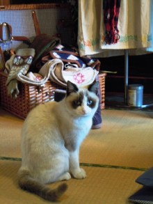 猫雑貨のお店　白猫堂ノスタルジック(徳島県鳴門市) tweet media