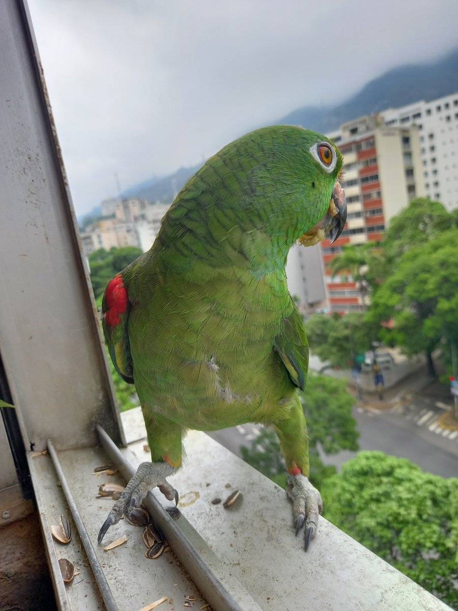 karelisjvc's tweet image. 📸 1y2: mi bello, Dólar 🥰💚

🪶Una guaqui Maracaná andaba alrededor, pero no aterrizó 😏

🪶Pausa, llega mi amorcito 🦜Pitufo-1era visita, de manera fugaz, cuando observa que están por aterrizar..
🦜Saturno y Lucero

📸
3: Saturno
4: Lucero

⤵️ 6/14

#parrot #macaw #photo #love