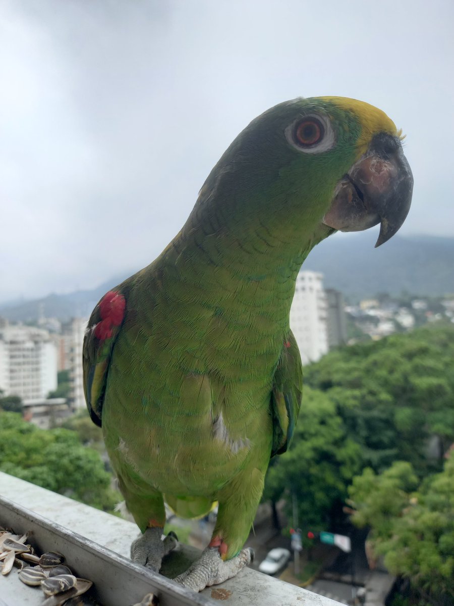 karelisjvc's tweet image. 📸 1y2: mi bello, Dólar 🥰💚

🪶Una guaqui Maracaná andaba alrededor, pero no aterrizó 😏

🪶Pausa, llega mi amorcito 🦜Pitufo-1era visita, de manera fugaz, cuando observa que están por aterrizar..
🦜Saturno y Lucero

📸
3: Saturno
4: Lucero

⤵️ 6/14

#parrot #macaw #photo #love