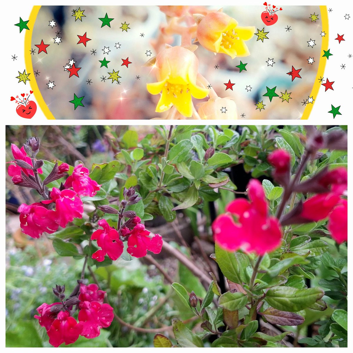 *∞ゆり∞*🌹🌿🌸🐠🍒2025年アイコン変更しました☺️” tweet media