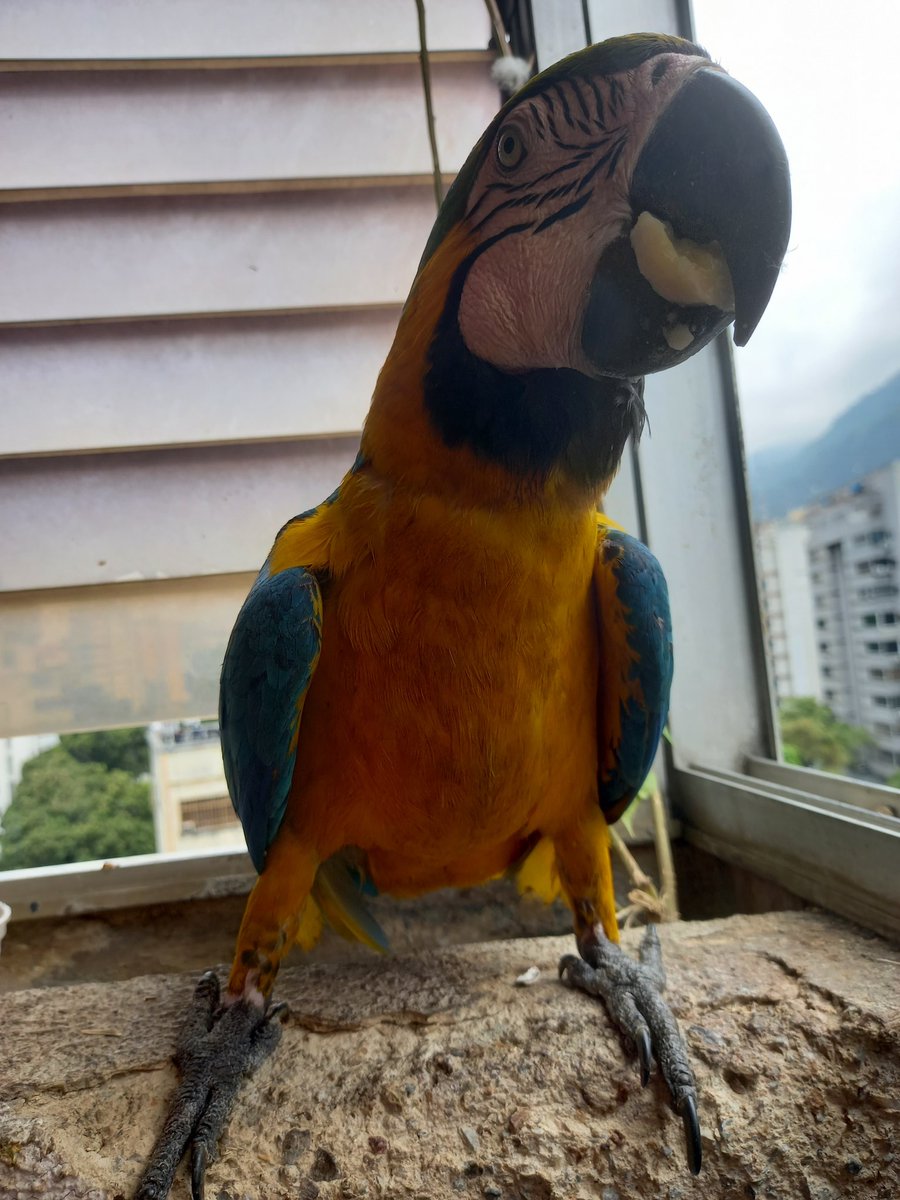 karelisjvc's tweet image. 🪶Y retorna al Restaurant Plumoso, ahora sí, comió y disfrutó su visita...🥰🥳
🦜Pitufo--2da visita-📸

⤵️ 7/14

#macaw #video #photo #love #photographyisart #funny #cute #fotos #photography #pictures #style #animalLovers
