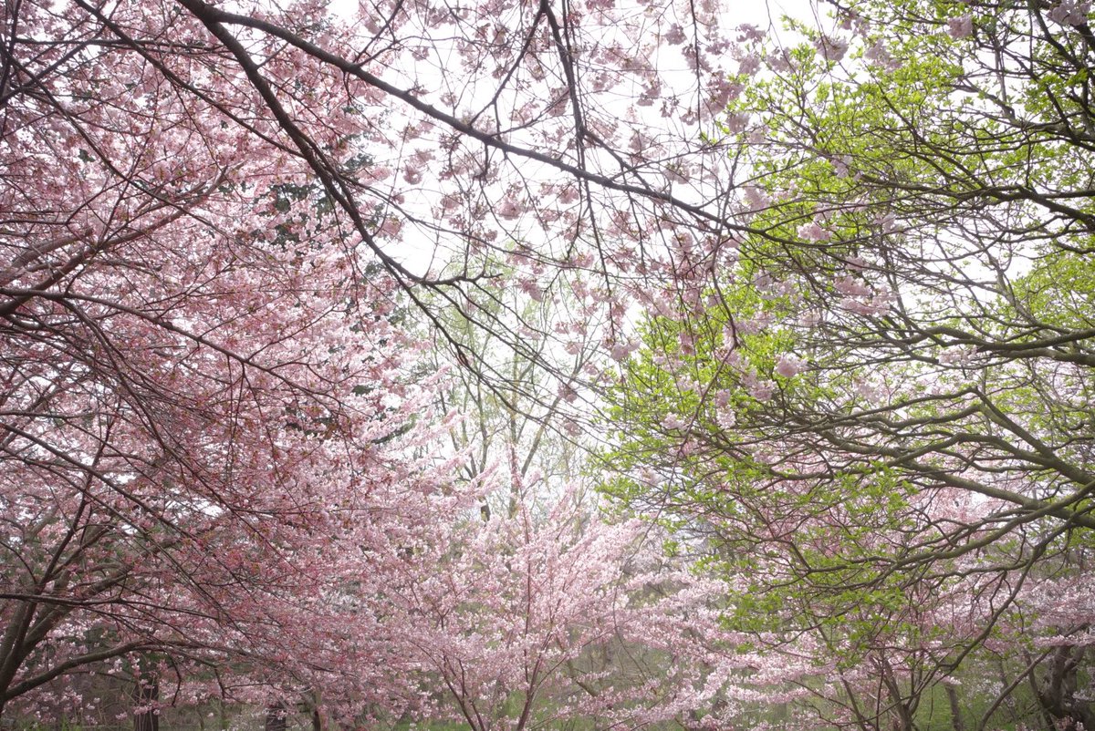 DOIYA_A's tweet photo. Took a break from art today to enjoy an oshikatsu picnic with my friend (@boxdraws), and enjoyed the cherry blossoms!!! 
o(^_-)O https://t.co/t9rVErhy9C