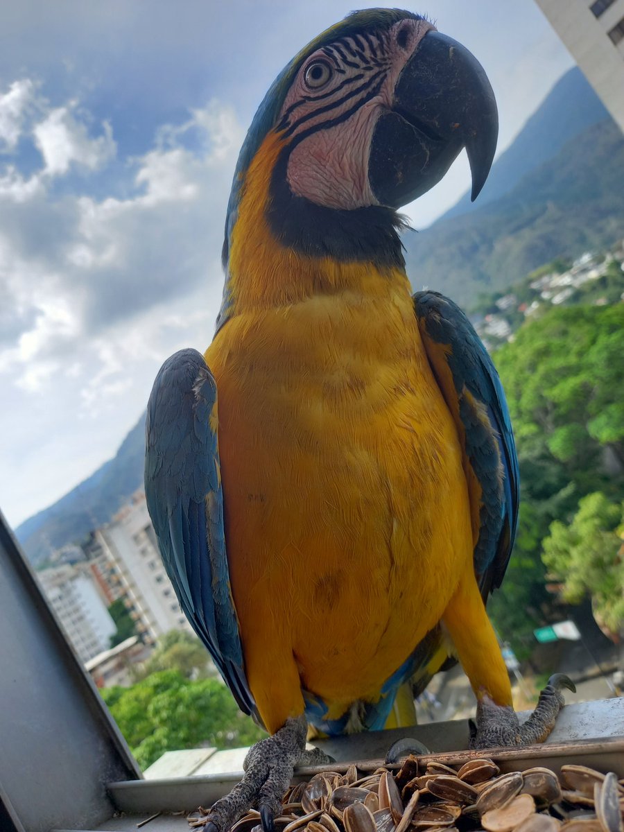 karelisjvc's tweet image. 🪶Una pausa y luego no tuve tregua, seguidos los aterrizajes...😅
🦜Bonita y Pepito
🦜Belleza

📸
1: Bonita
2y3: Pepito
4: Belleza-estilo catire 😂

⤵️ 9/14

#macaw #photo #landscape #photographyisart #love #fotos #birds #style #guacamaya #papagayo #pics #photography