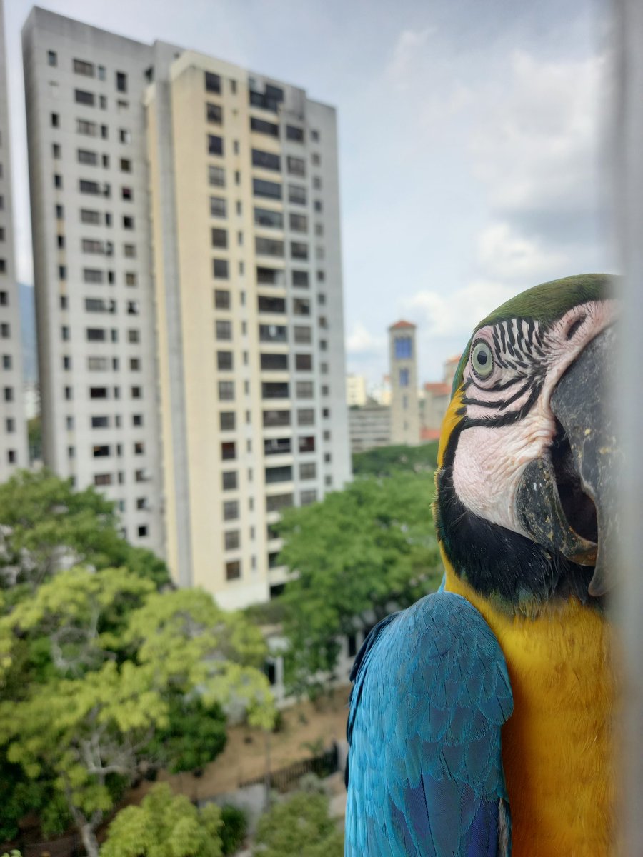 karelisjvc's tweet image. 🪶Una pausa y luego no tuve tregua, seguidos los aterrizajes...😅
🦜Bonita y Pepito
🦜Belleza

📸
1: Bonita
2y3: Pepito
4: Belleza-estilo catire 😂

⤵️ 9/14

#macaw #photo #landscape #photographyisart #love #fotos #birds #style #guacamaya #papagayo #pics #photography