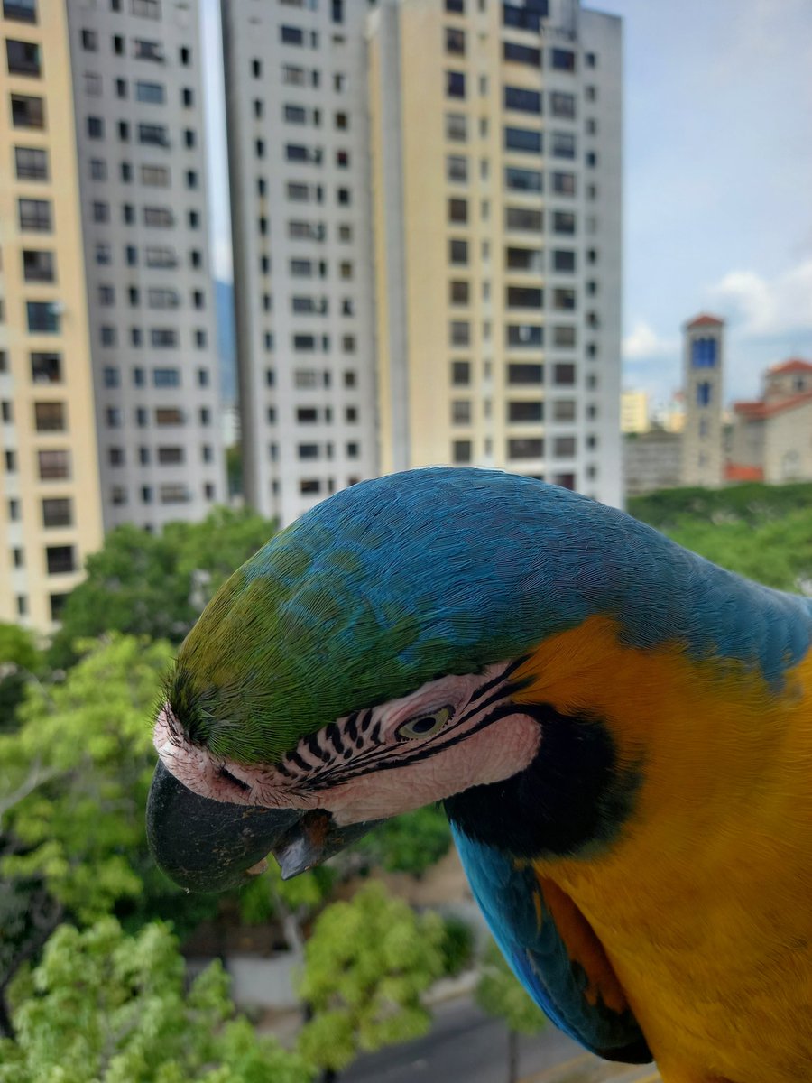 karelisjvc's tweet image. 🪶Una pausa y luego no tuve tregua, seguidos los aterrizajes...😅
🦜Bonita y Pepito
🦜Belleza

📸
1: Bonita
2y3: Pepito
4: Belleza-estilo catire 😂

⤵️ 9/14

#macaw #photo #landscape #photographyisart #love #fotos #birds #style #guacamaya #papagayo #pics #photography