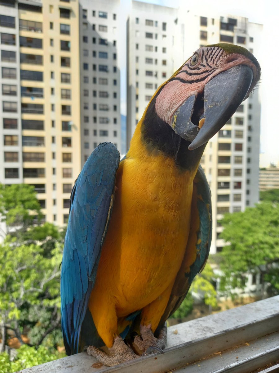 karelisjvc's tweet image. 🪶Una pausa y luego no tuve tregua, seguidos los aterrizajes...😅
🦜Bonita y Pepito
🦜Belleza

📸
1: Bonita
2y3: Pepito
4: Belleza-estilo catire 😂

⤵️ 9/14

#macaw #photo #landscape #photographyisart #love #fotos #birds #style #guacamaya #papagayo #pics #photography