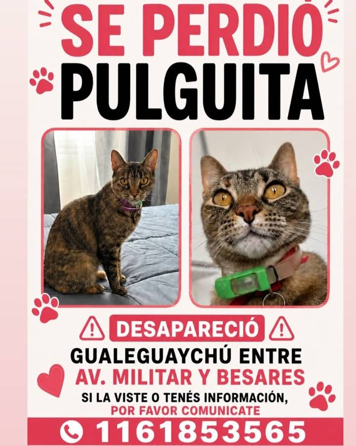 Fundación De Gatitos tweet media