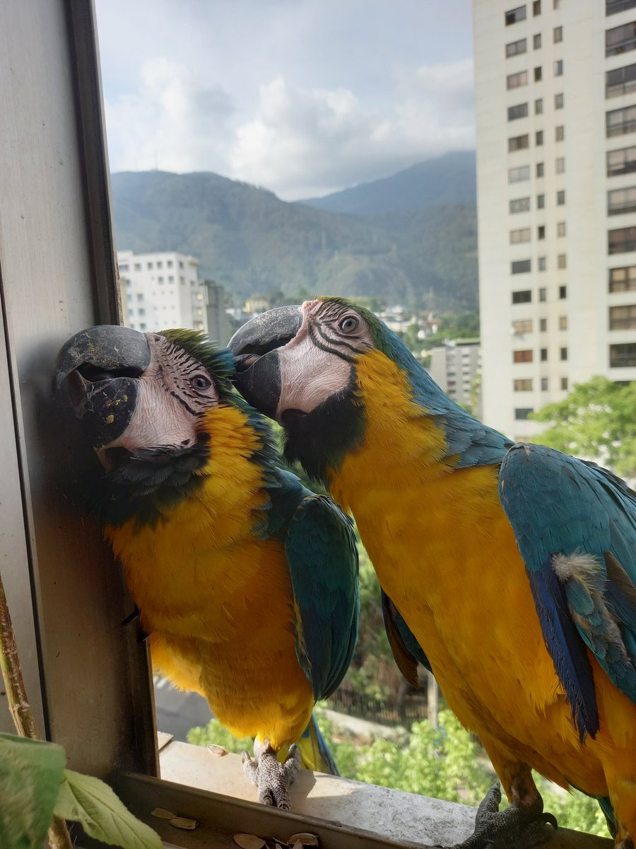 karelisjvc's tweet image. 🪶Cariñitos de bebé🥰

📸 1,2y3: dos de las trillizas

...seguían...
🦜Panchita-cariñosita
🦜Adán y Eva--esta vez sí comieron-📸 4--Eva (izq)
🦜Pareja-fugaz-me recordó a uno de los Mosqueteros
🦜Rep: pareja
🦜Rep: Jackson y Reina

⤵️ 11/14

#macaw #love #photo #photographyisart