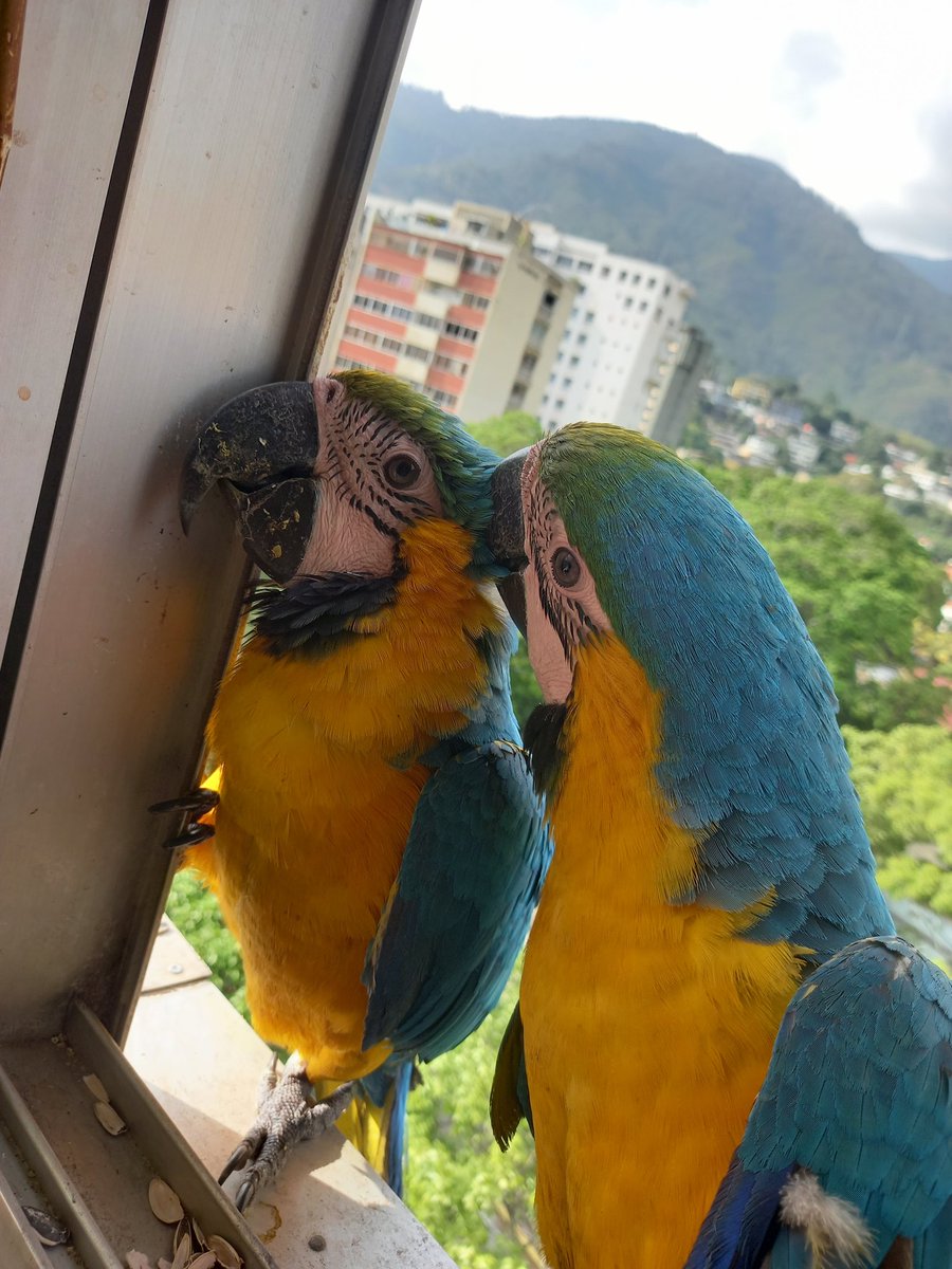 karelisjvc's tweet image. 🪶Cariñitos de bebé🥰

📸 1,2y3: dos de las trillizas

...seguían...
🦜Panchita-cariñosita
🦜Adán y Eva--esta vez sí comieron-📸 4--Eva (izq)
🦜Pareja-fugaz-me recordó a uno de los Mosqueteros
🦜Rep: pareja
🦜Rep: Jackson y Reina

⤵️ 11/14

#macaw #love #photo #photographyisart
