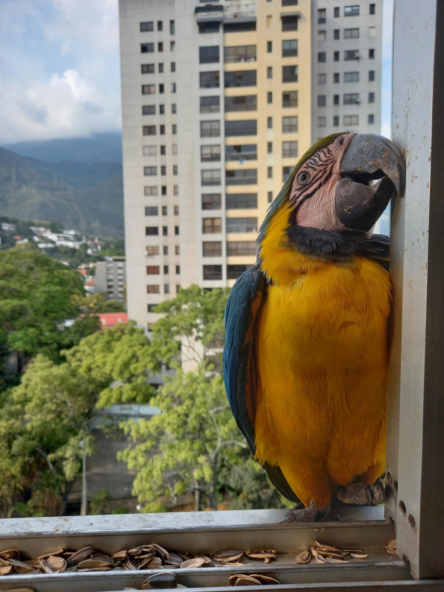 karelisjvc's tweet image. 📸
1: el acompañante de la otra Panchita
2: Panchita, la cariñosita-📽🥰

⤵️ 12/14

#macaw #photo #video #love #cute #amor #photography #guacamaya