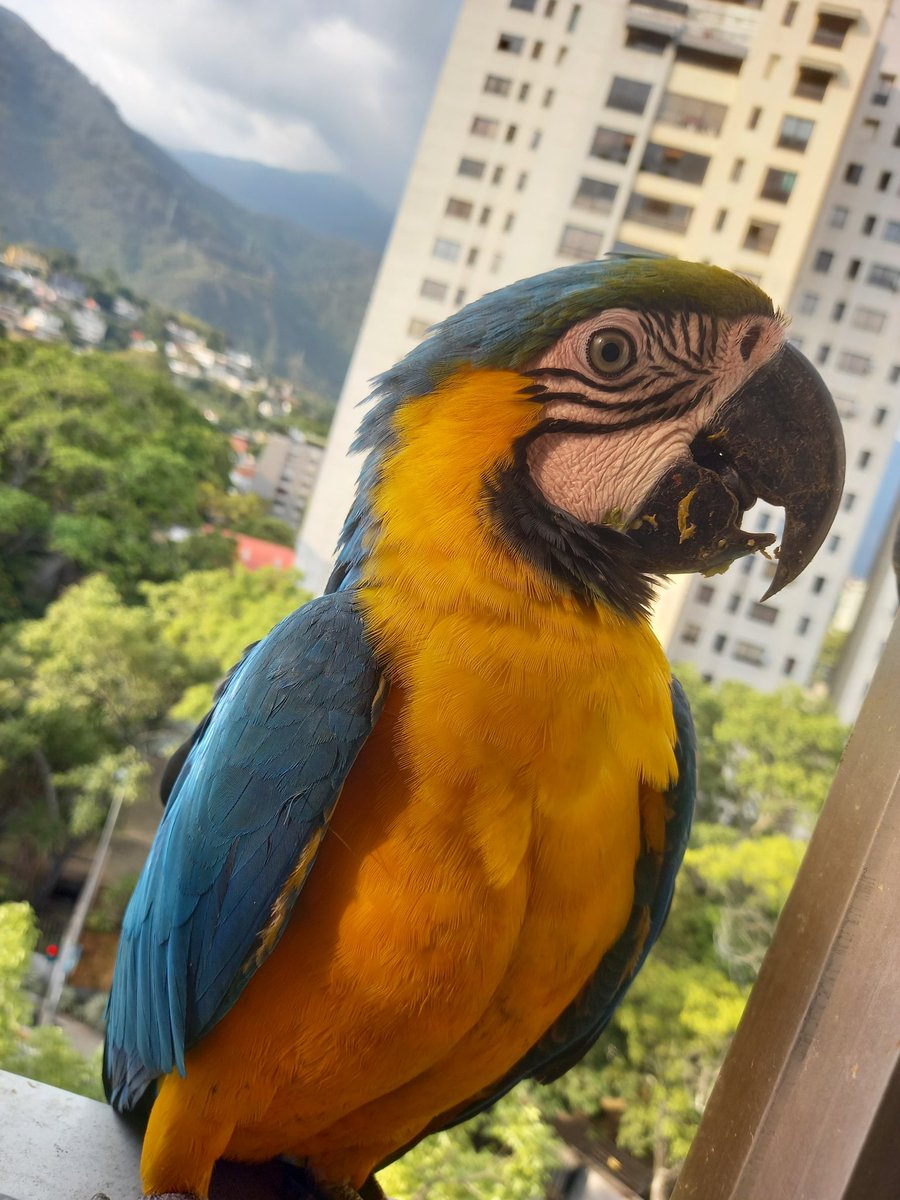 karelisjvc's tweet image. 📸
1: el acompañante de la otra Panchita
2: Panchita, la cariñosita-📽🥰

⤵️ 12/14

#macaw #photo #video #love #cute #amor #photography #guacamaya