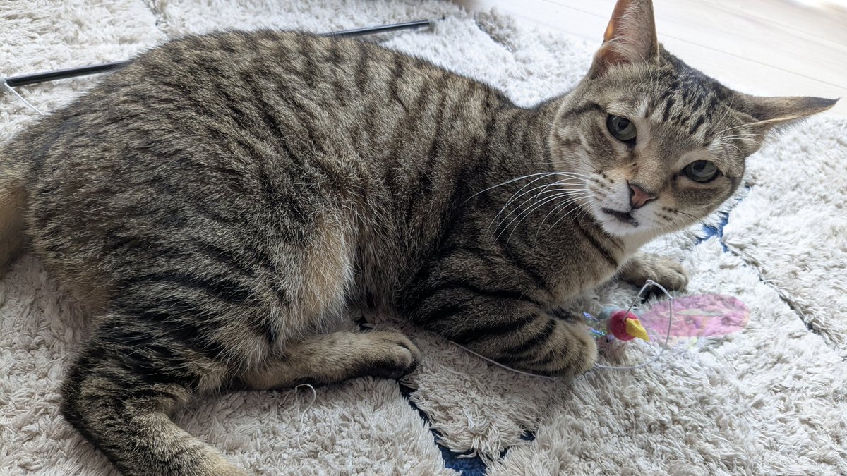 f_raion's tweet photo. お供アイルーと化す家猫🐈️ https://t.co/Bx5utnS7da