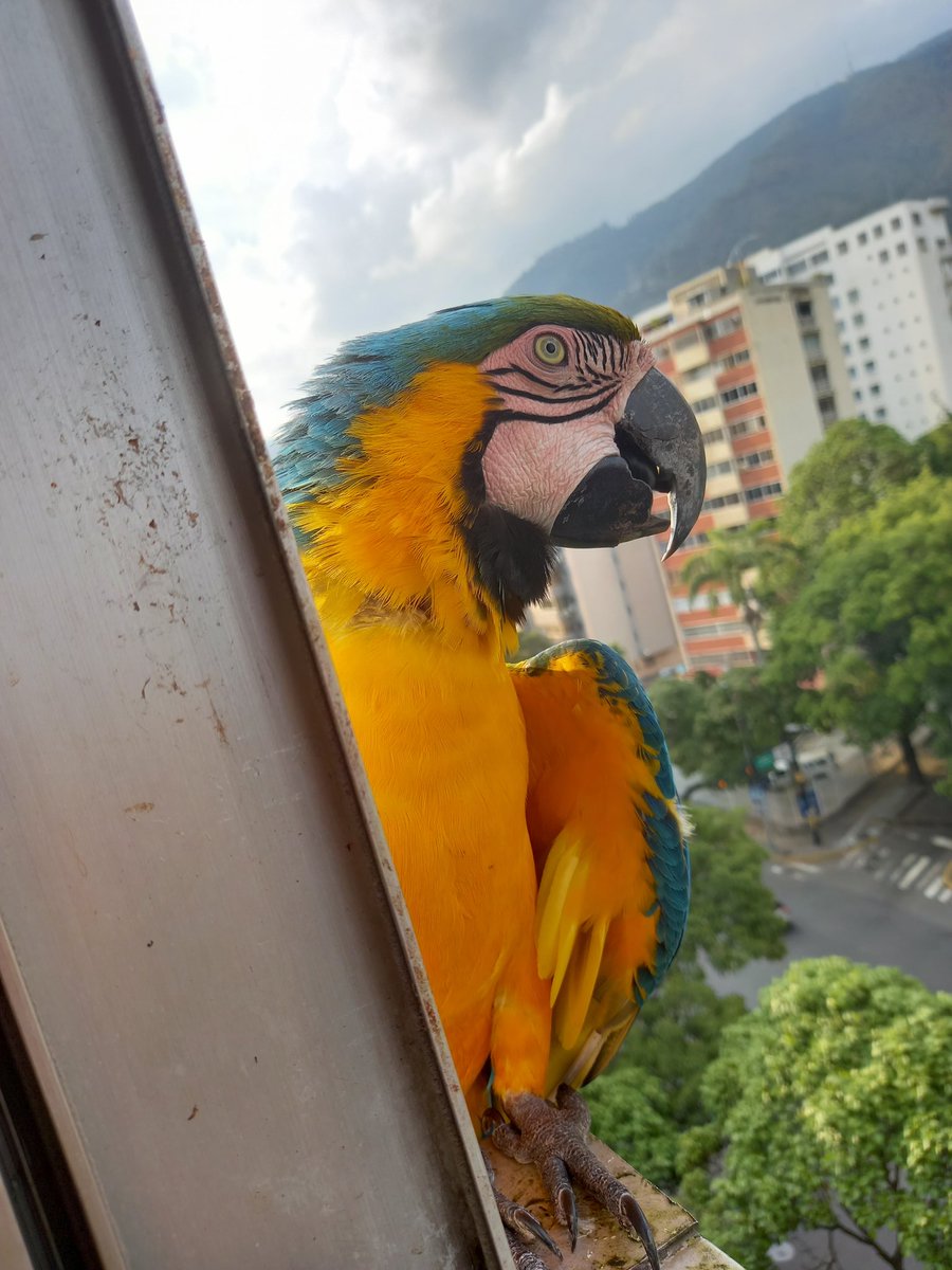 karelisjvc's tweet image. 🪶No se imaginan, tantos mimos, masajitos que recibió Panchita...🥰

📸 1: el q se me pareció a un Mosquetero 😅

🪶Eran casi las 6:30pm
🦜Goofy

🪶Se suma, hasta las 6:50pm
🦜Pitufo-3era visita-📸 2y3

⤵️ 13/14

#macaw #video #photo #sunset #love #photographyisart #pics #amor