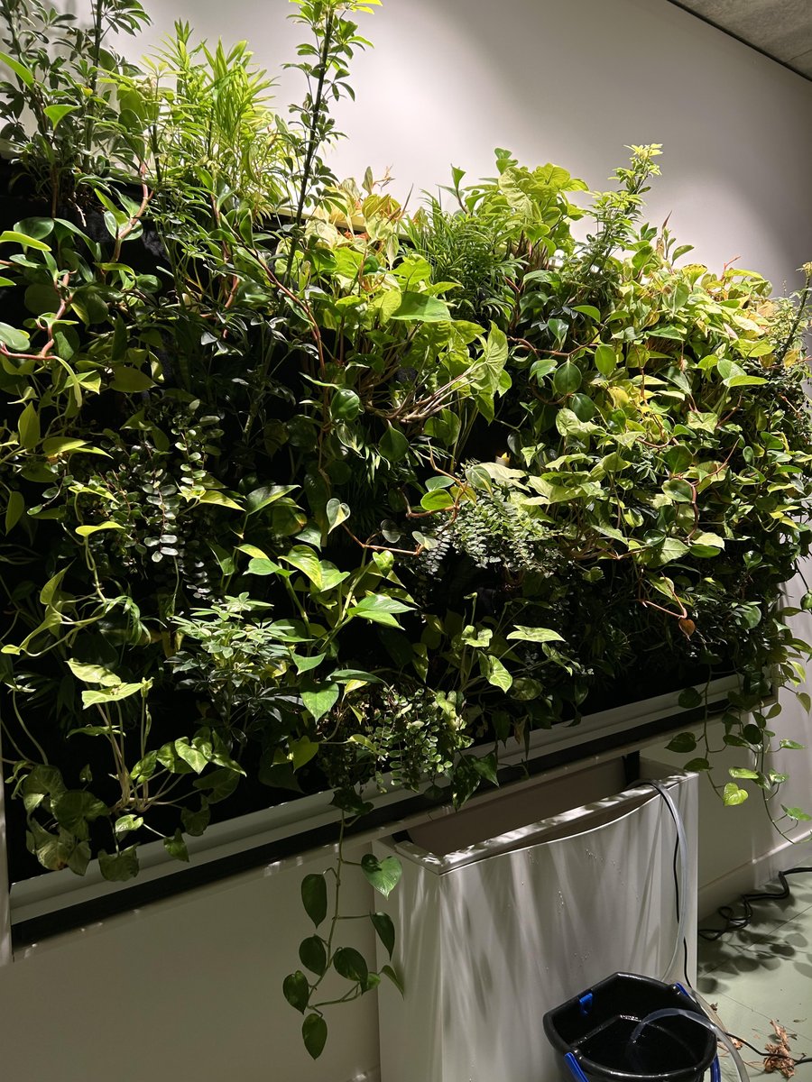 Florafelt's tweet photo. A living tapestry of tropical varieties—tall fronds, waxy vining stems, and intricate patterns—provide a grounding presence in a yoga studio reimaged as a botanical retreat. The growth is evident in these two photos taken a month apart! Find out more at https://t.co/YGEQcW3jp1 https://t.co/4lECbHj6qh