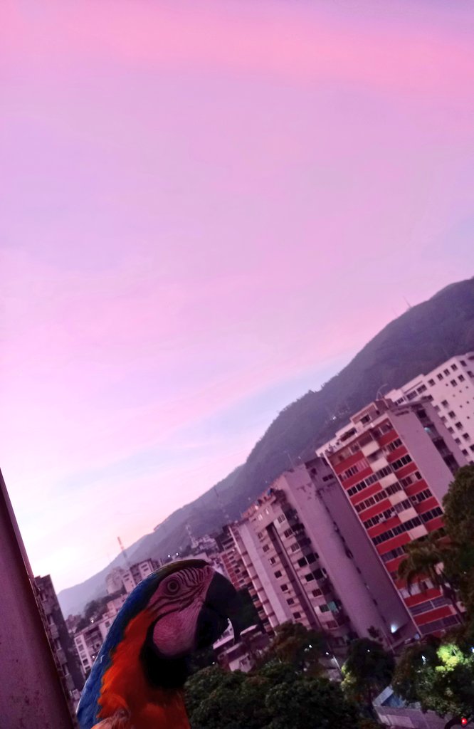 karelisjvc's tweet image. 🪶No se imaginan, tantos mimos, masajitos que recibió Panchita...🥰

📸 1: el q se me pareció a un Mosquetero 😅

🪶Eran casi las 6:30pm
🦜Goofy

🪶Se suma, hasta las 6:50pm
🦜Pitufo-3era visita-📸 2y3

⤵️ 13/14

#macaw #video #photo #sunset #love #photographyisart #pics #amor