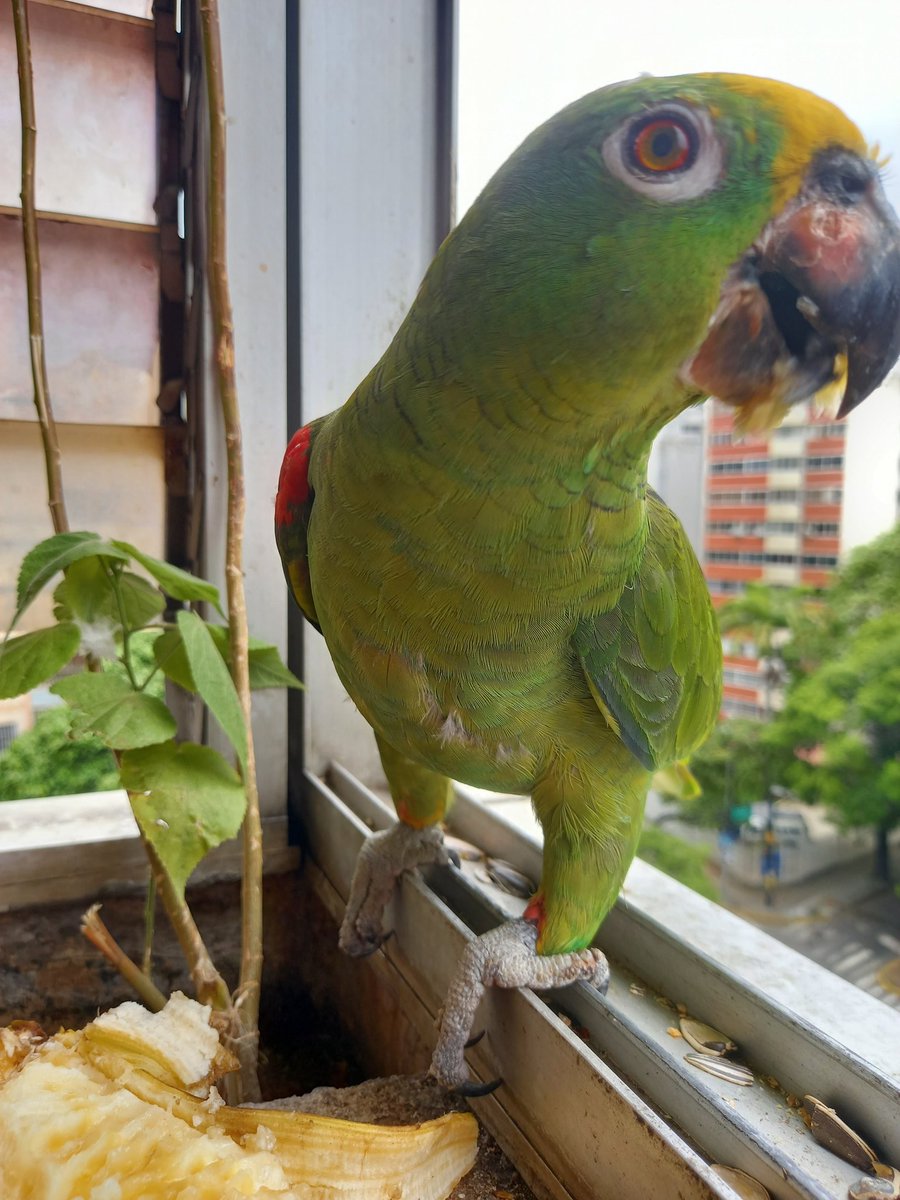 karelisjvc's tweet image. •••Y con el pequeñín verde, Dólar💚
•••Y con mi bello, Pitufo🥰
•••Y con mi amor, Piolín♥️

🪶Recibí: 34 bendiciones 🦜🙏🇻🇪

🪄Dios nos proteje

↩️ 14/14

#parrot #macaw #photo #love #animalLovers #landscape #photographyisart #style #fotos #photography #Blessings