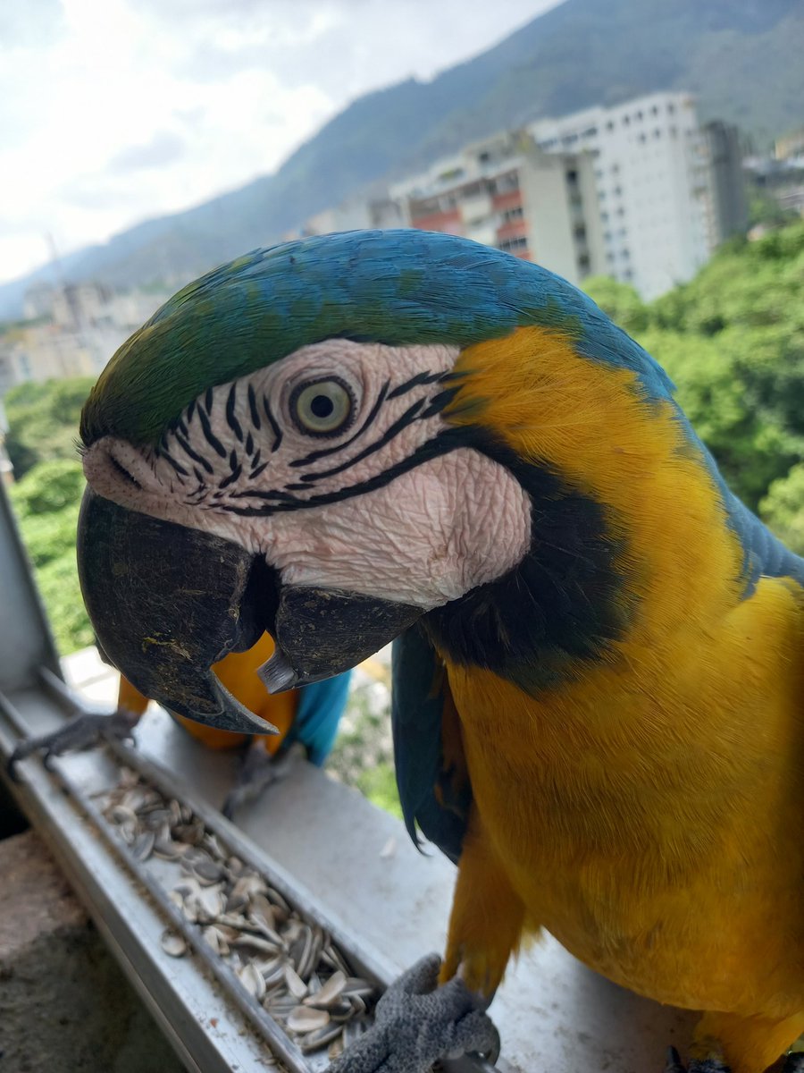 karelisjvc's tweet image. •••Y con el pequeñín verde, Dólar💚
•••Y con mi bello, Pitufo🥰
•••Y con mi amor, Piolín♥️

🪶Recibí: 34 bendiciones 🦜🙏🇻🇪

🪄Dios nos proteje

↩️ 14/14

#parrot #macaw #photo #love #animalLovers #landscape #photographyisart #style #fotos #photography #Blessings