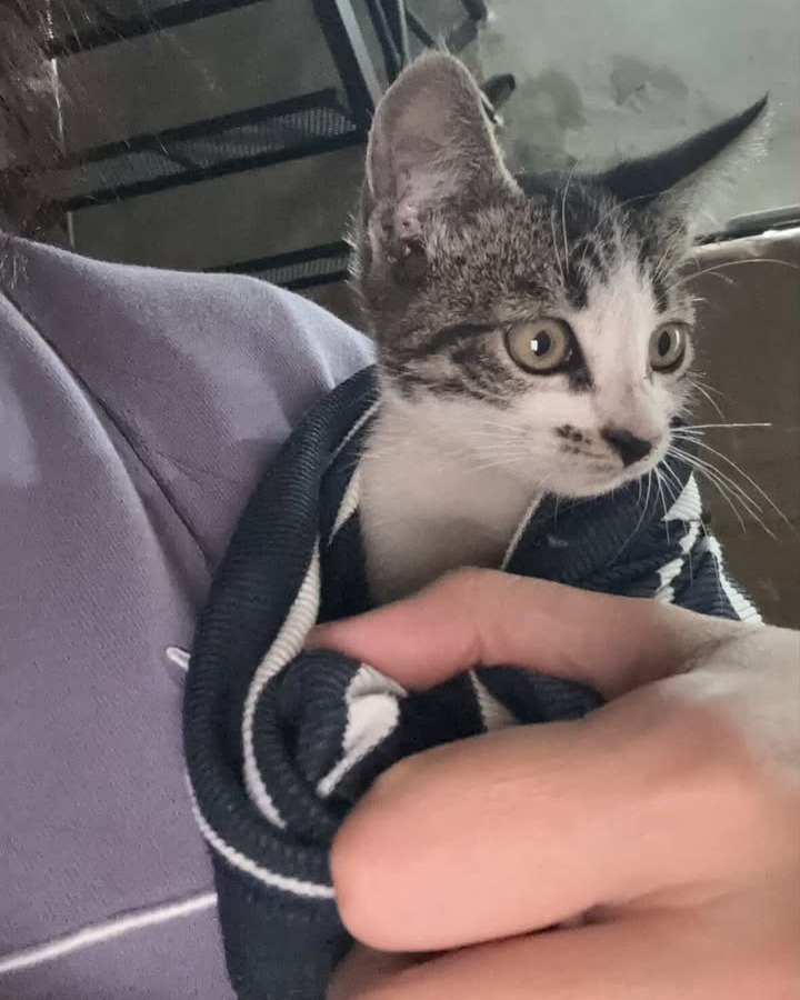 Fundación De Gatitos tweet media