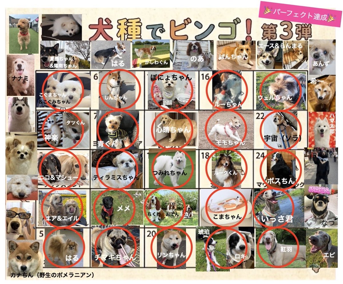 ハマ太郎の日常【サモエド】 tweet media