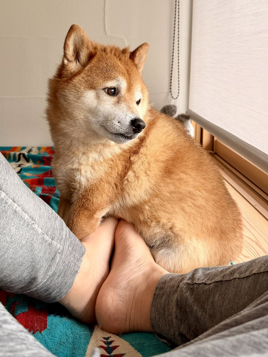 柴犬たけちよ tweet media