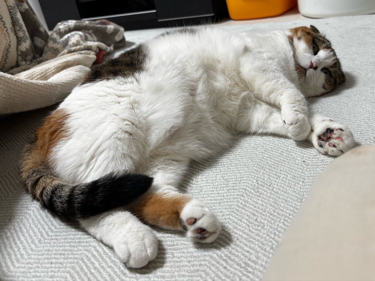 サクラとヒナタ🐈 tweet media