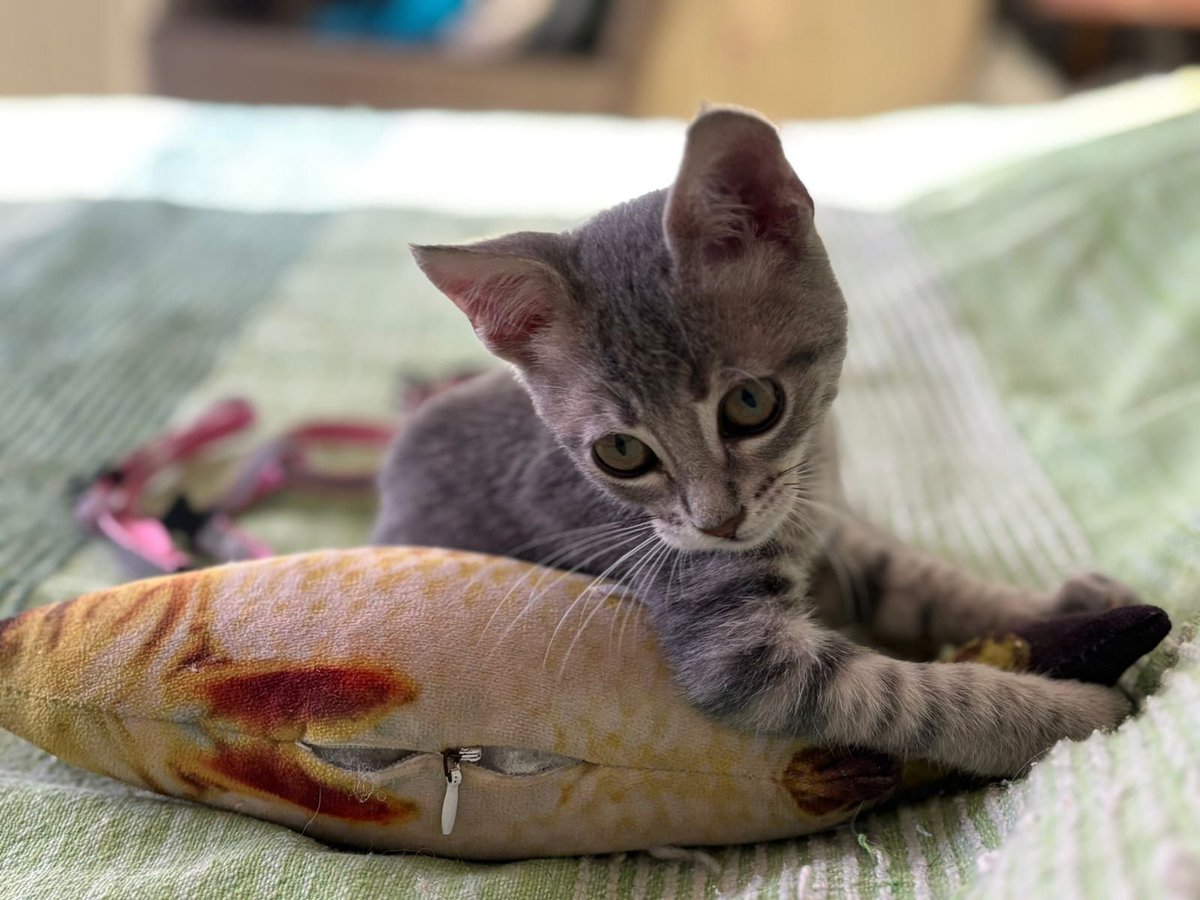 Fundación De Gatitos tweet media