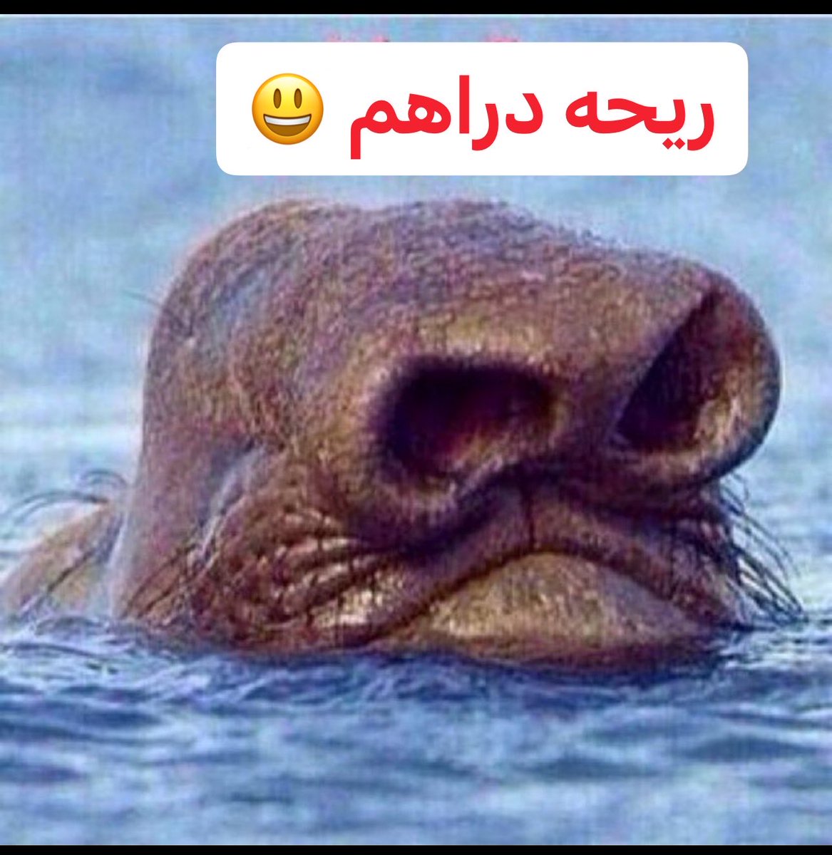 لا .. 🍊 tweet media