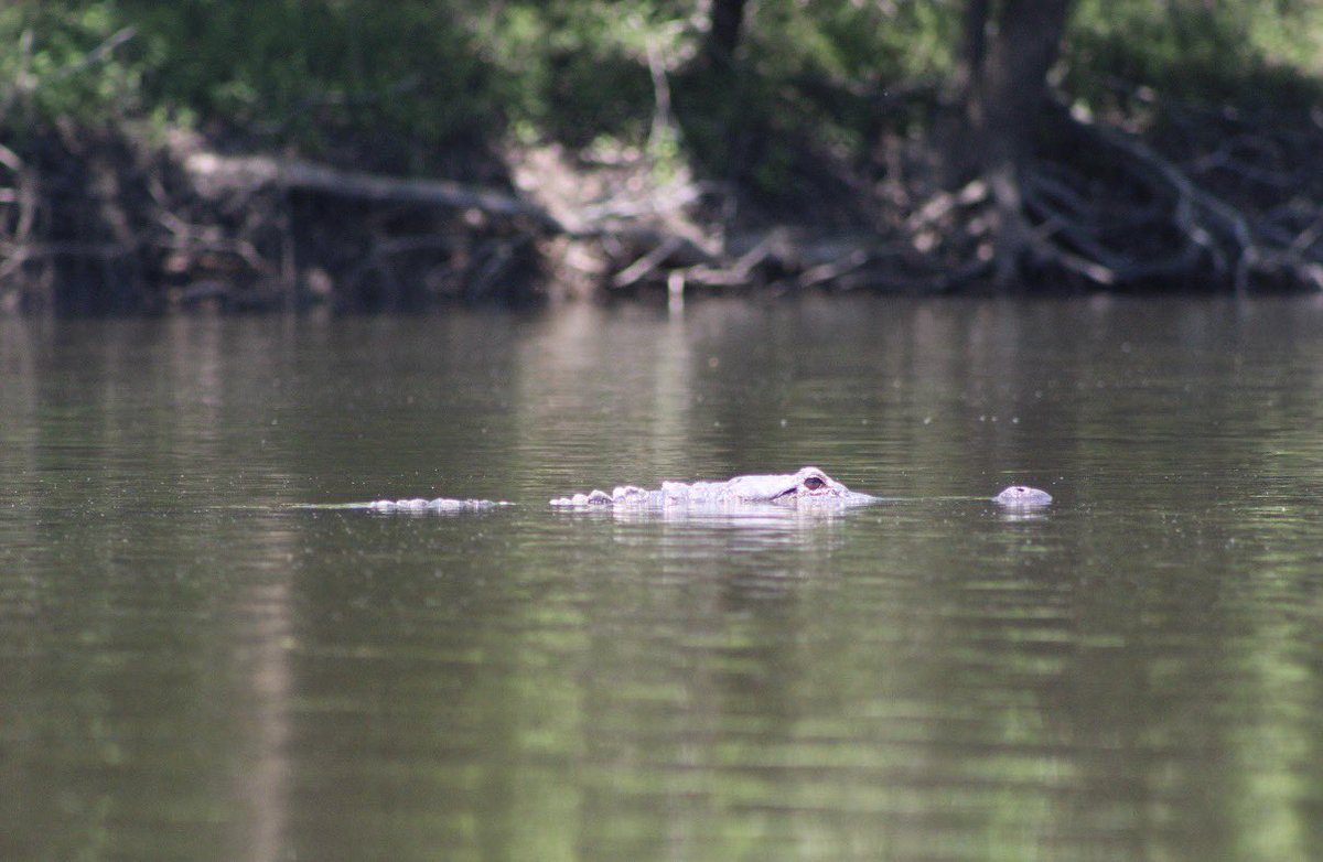 jervayne's tweet photo. Adventures on Pickett’s Bayou! https://t.co/Ac8bU68M4S