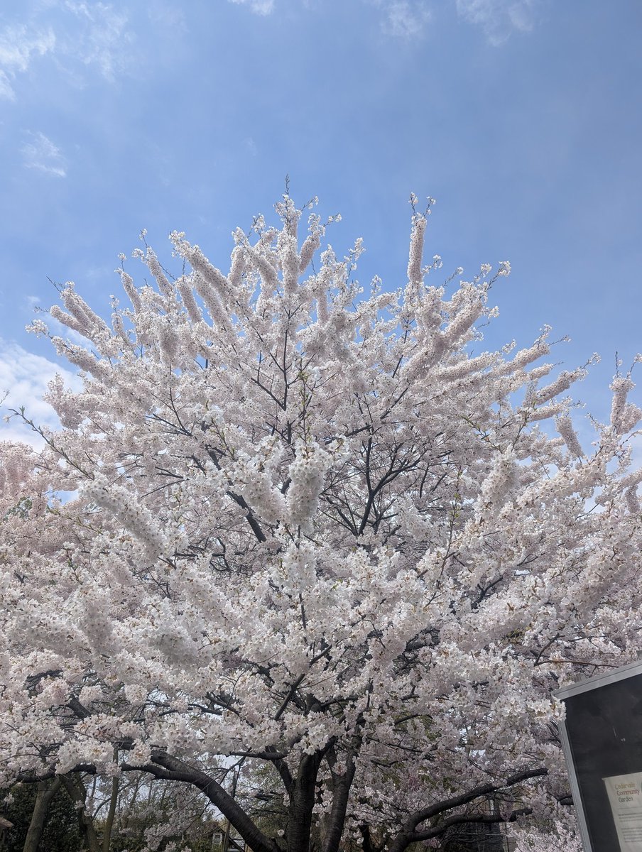 mellymaracuja's tweet image. #toronto