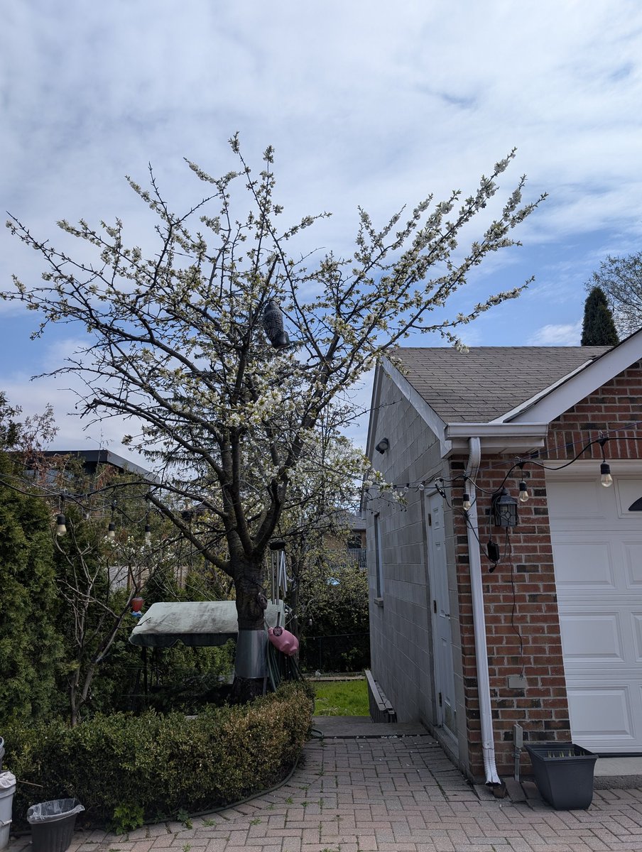 mellymaracuja's tweet image. #toronto