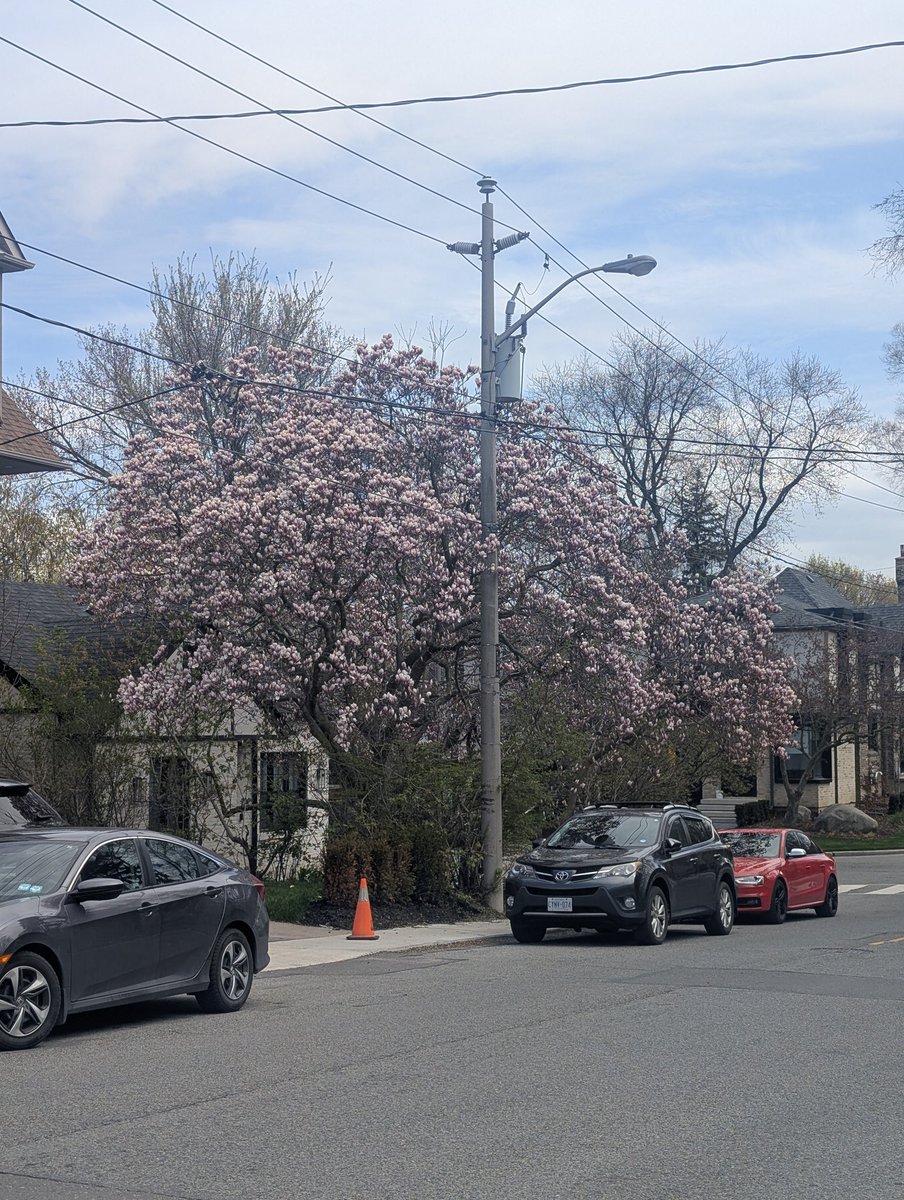 mellymaracuja's tweet image. #toronto