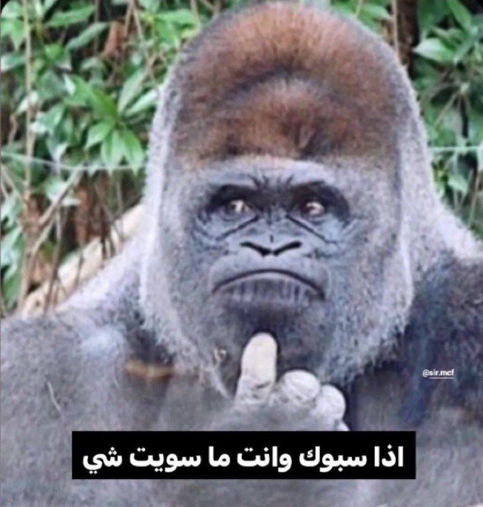 Z tweet media