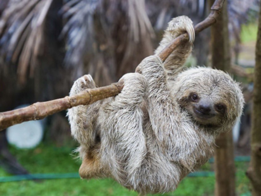 SleepySloth tweet media