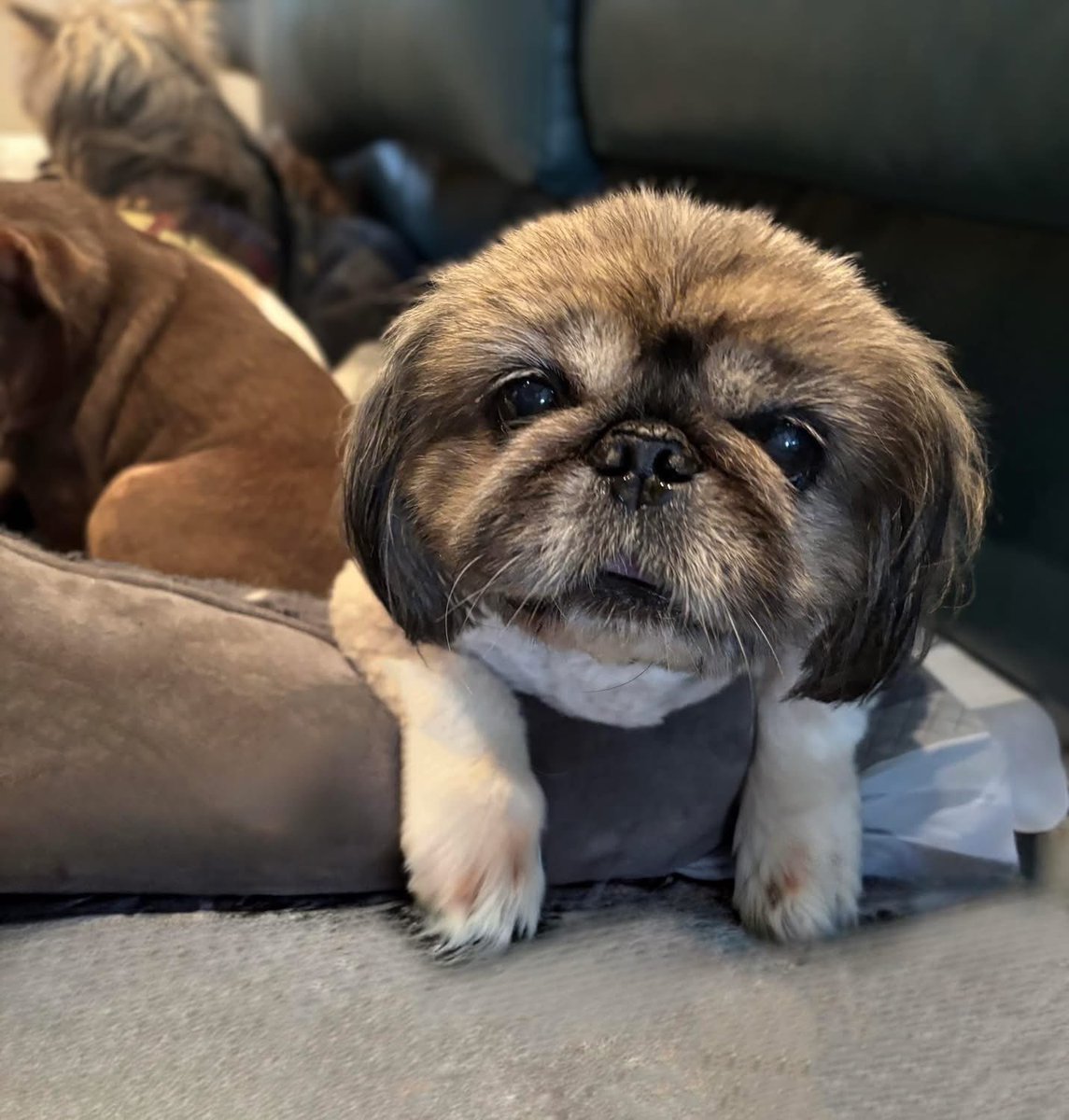 pgmp_inc's tweet photo. Alone and heartbroken, this precious senior wandered the streets of New Jersey…
https://t.co/RjQprkRJq8
#welcomeyoda #yoda #specialneedsdog #secondchanceatlife #sanctuary #donate https://t.co/flj8VxL7gc