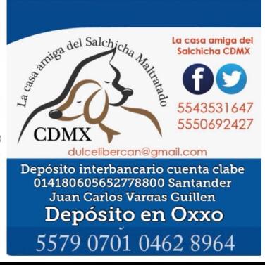 La casa del perro Salchicha CDMX tweet media