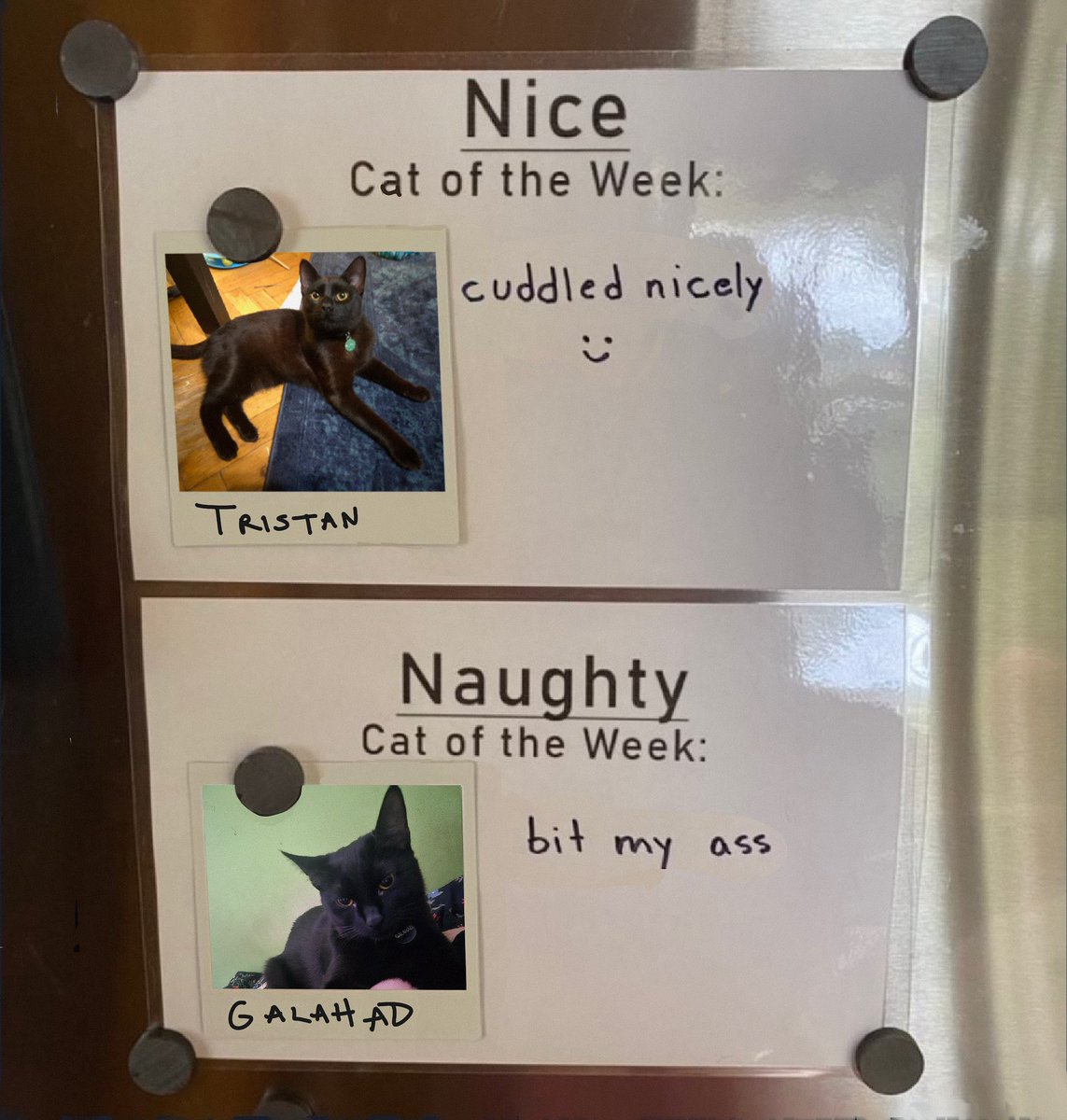 Ani 🐈‍⬛🐈‍⬛ Project Hail Louhetar tweet media