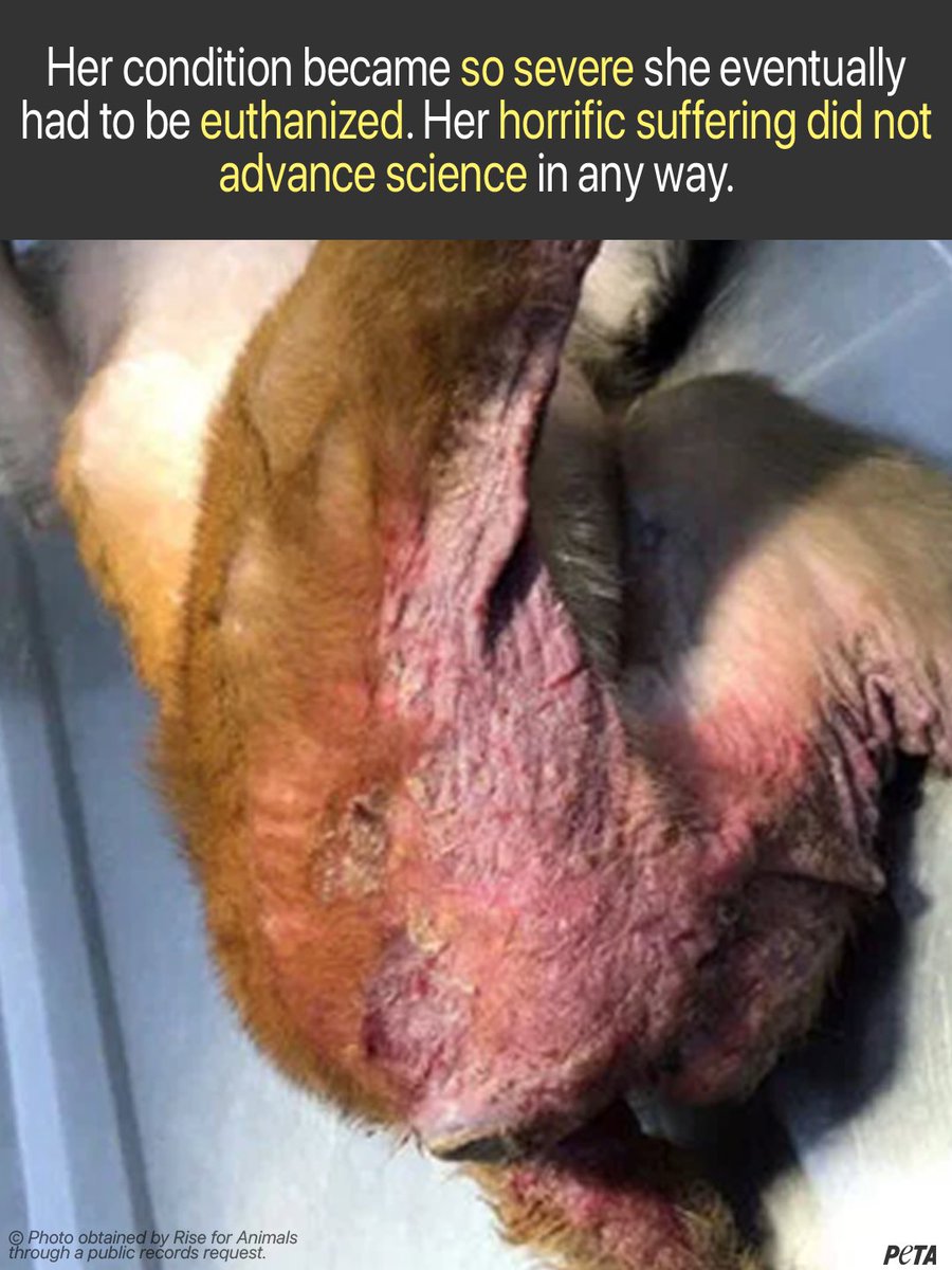 PETA tweet media