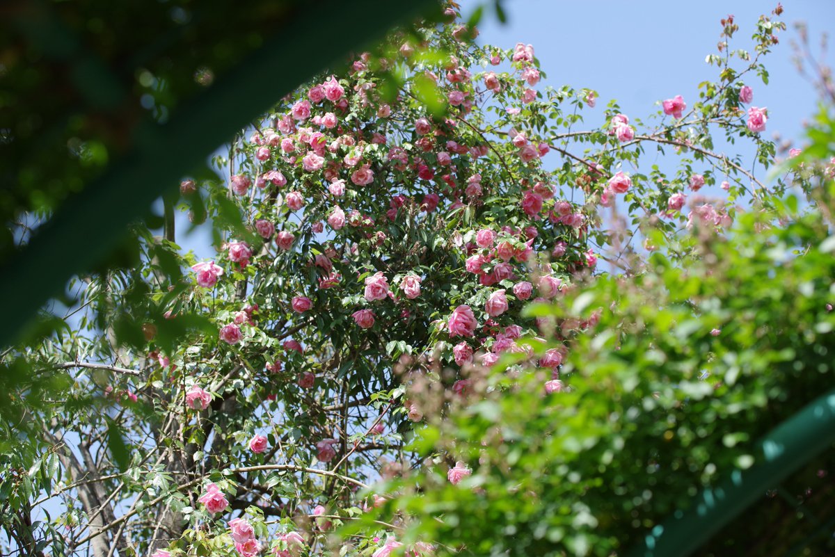 mehrat2's tweet image. #PENTAX