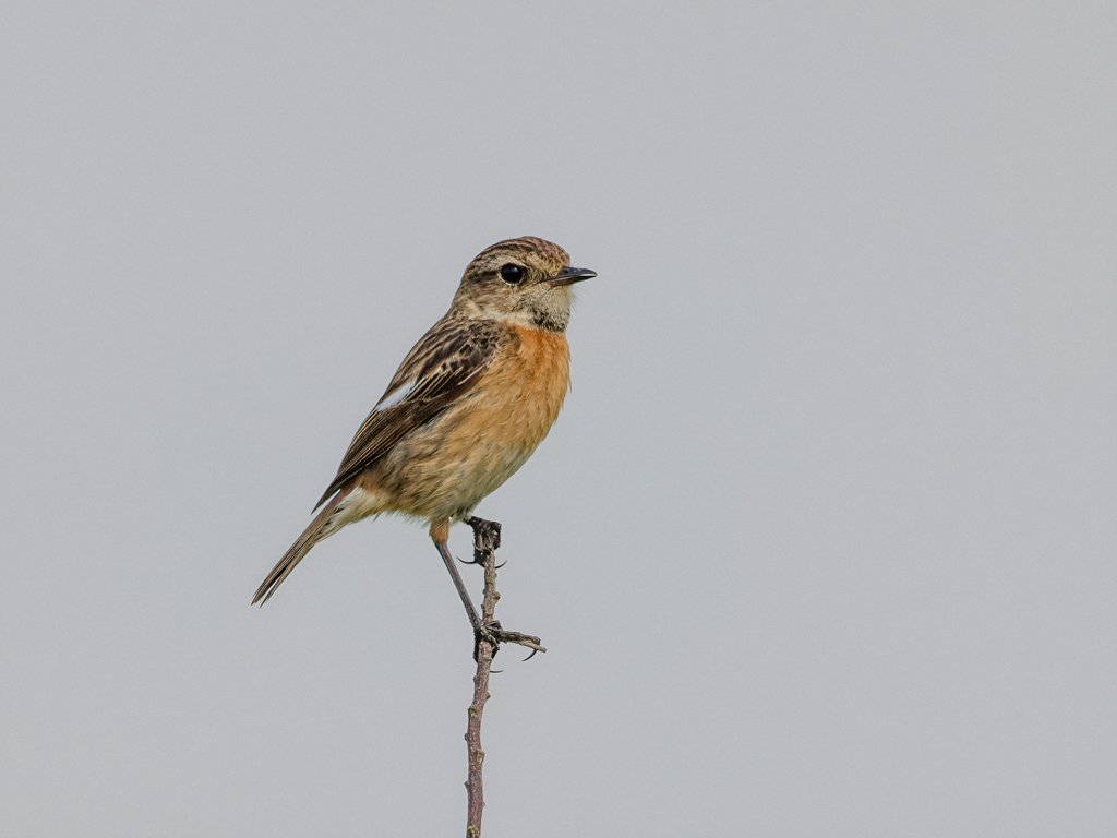 PhilRay62's tweet image. Stonechat. Vale of Glamorgan, Wales. #birdphotography #birdwatching #BirdsSeenIn2026